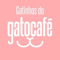 Gatinhos do Downtown