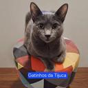 Gatinhos da Tijuca