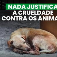Adote Patinhas