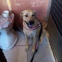 Pet Happy