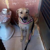Pet Happy