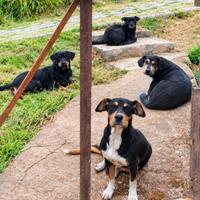 Animais da Vila