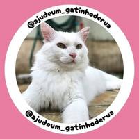 Ajude um Gatinho de Rua