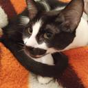 Cat Petunia