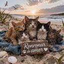 Ronronar do Amor