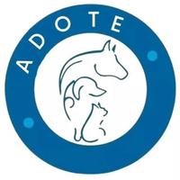 Adote - Vira Lata do Caí