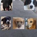 Abandonados da Pedreira