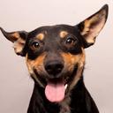 Amigo Bicho Venâncio Aires/RS