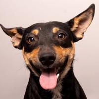 Amigo Bicho Venâncio Aires/RS