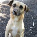 Adoção Animal Recife