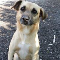 Adoção Animal Recife