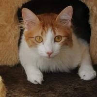 Projeto Social O Gato Carioca