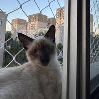 Adote um Gatinho
