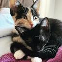 Bendito Miau