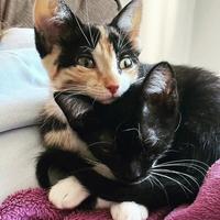 Bendito Miau