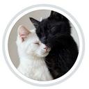 Adoção de Gatinhos da Dô