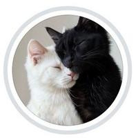 Adoção de Gatinhos da Dô
