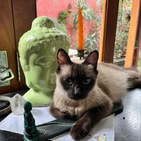 Casa dos Onze Gatos
