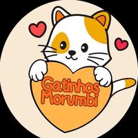 Gatinhos Morumbi Adoção de Gatinhos SP