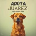 Adota Juarez