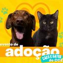 Cães e Gatos da Zoonoses de São Caetano