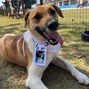 Passeio Animal Mogi das Cruzes