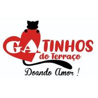 Gatinhos do Terraço - RJ
