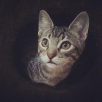Caverna dos Gatos - Adote