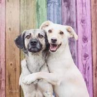 ASPA - Associação Protetora dos Animais de São João Nepomuceno