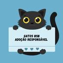 Gatos BSB