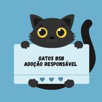 Gatos BSB