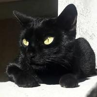 Fogata