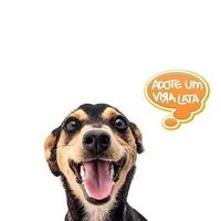 Adoção Cães e Gatos Timbó/SC