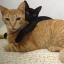 MEADOTAGYN Adoção de Animais em Goiânia