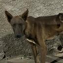 Grupo de Apoio aos Animais de Rua