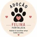Adoção Felina