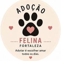 Adoção Felina