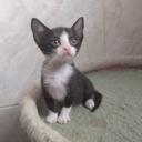 Doamos Gatinhos