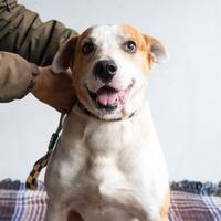 Projeto Amigo Cão