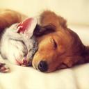 Apaem Elói Mendes