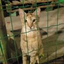 Gatinhos da Praça