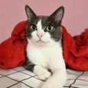 Adote um Gatinho RP