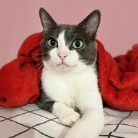 Adote um Gatinho RP