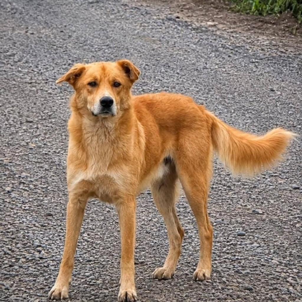 Supino, cachorro de porte grande para adoção em Áurea - RS