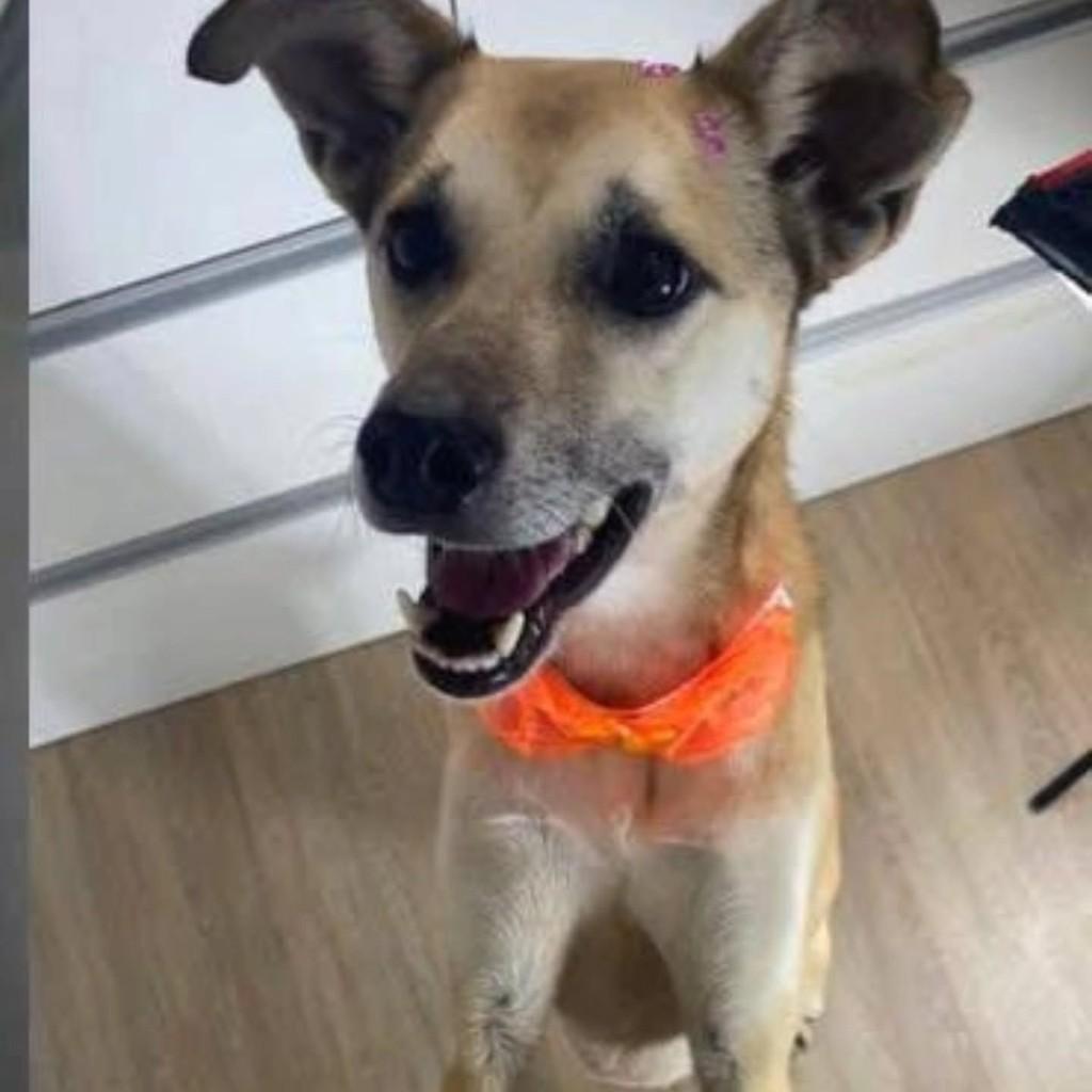Cacau, cadela de porte pequeno para adoção em Erechim - RS