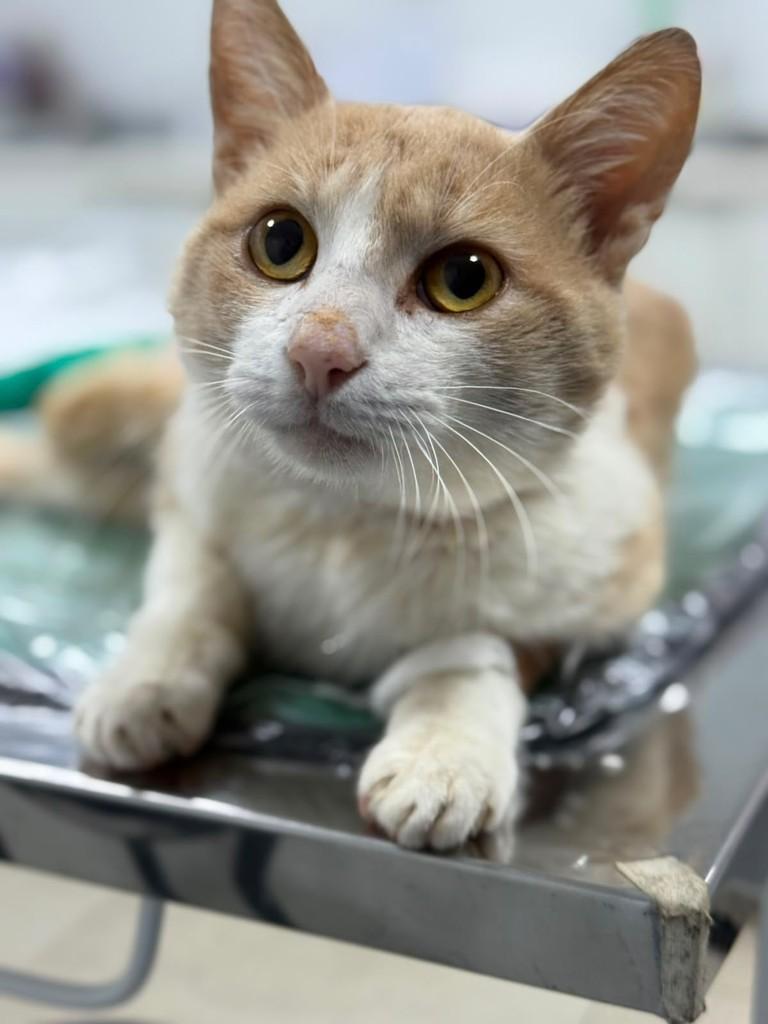 Mocca, gato de porte pequeno para adoção em Erechim - RS
