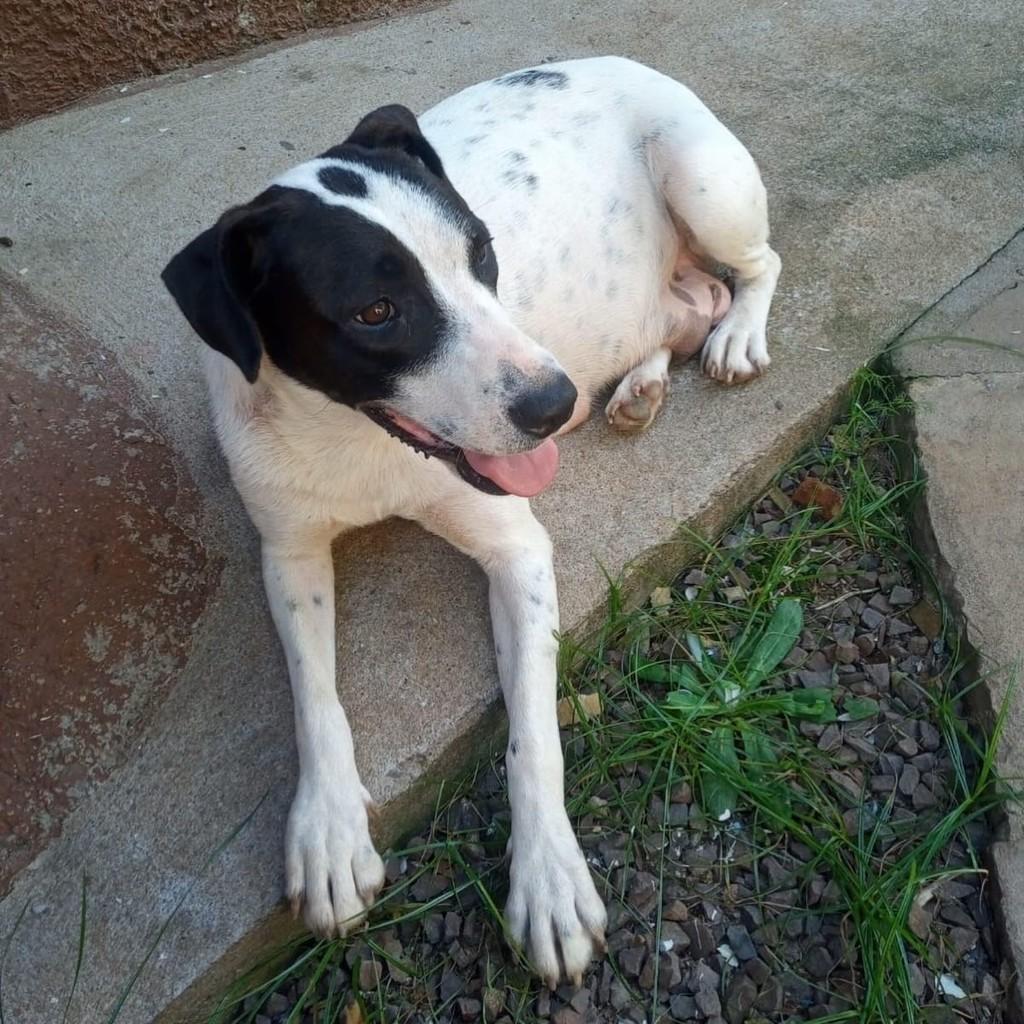 Maya, cachorro de porte médio para adoção em São Domingos do Sul - RS