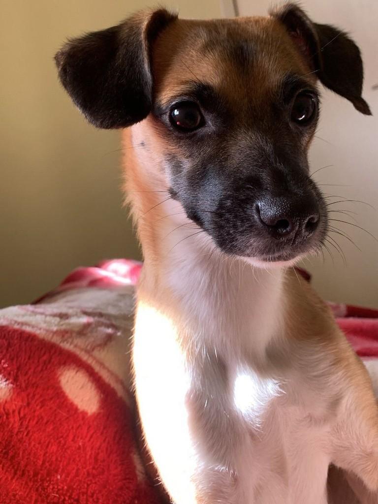 Cacau, cachorro de porte pequeno para adoção em São Domingos do Sul - RS