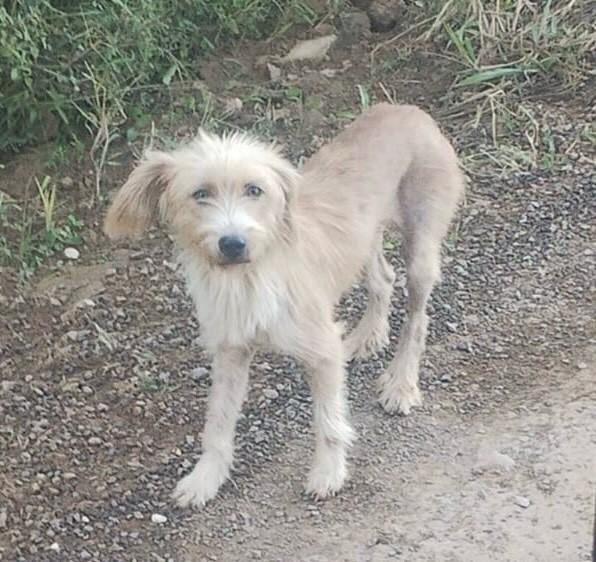 Fiapinho, cachorro de porte médio para adoção em São Domingos do Sul - RS