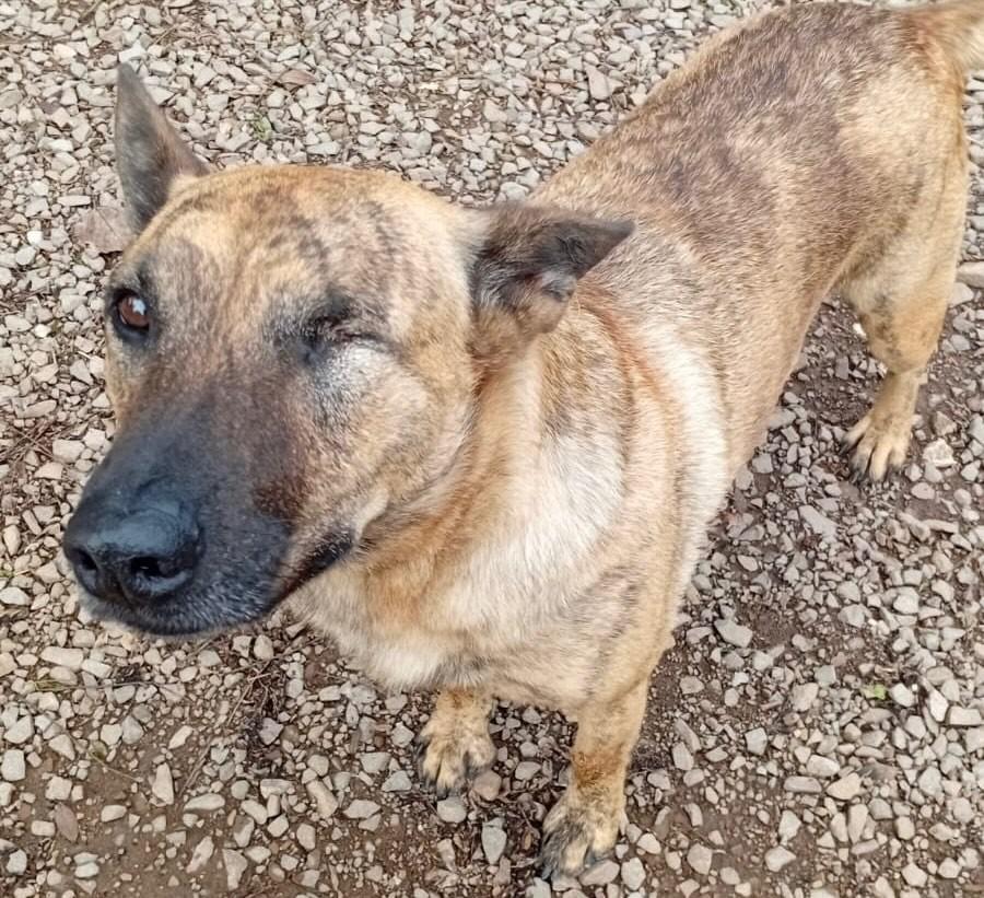 Tigrinho, cachorro de porte médio para adoção em São Domingos do Sul - RS